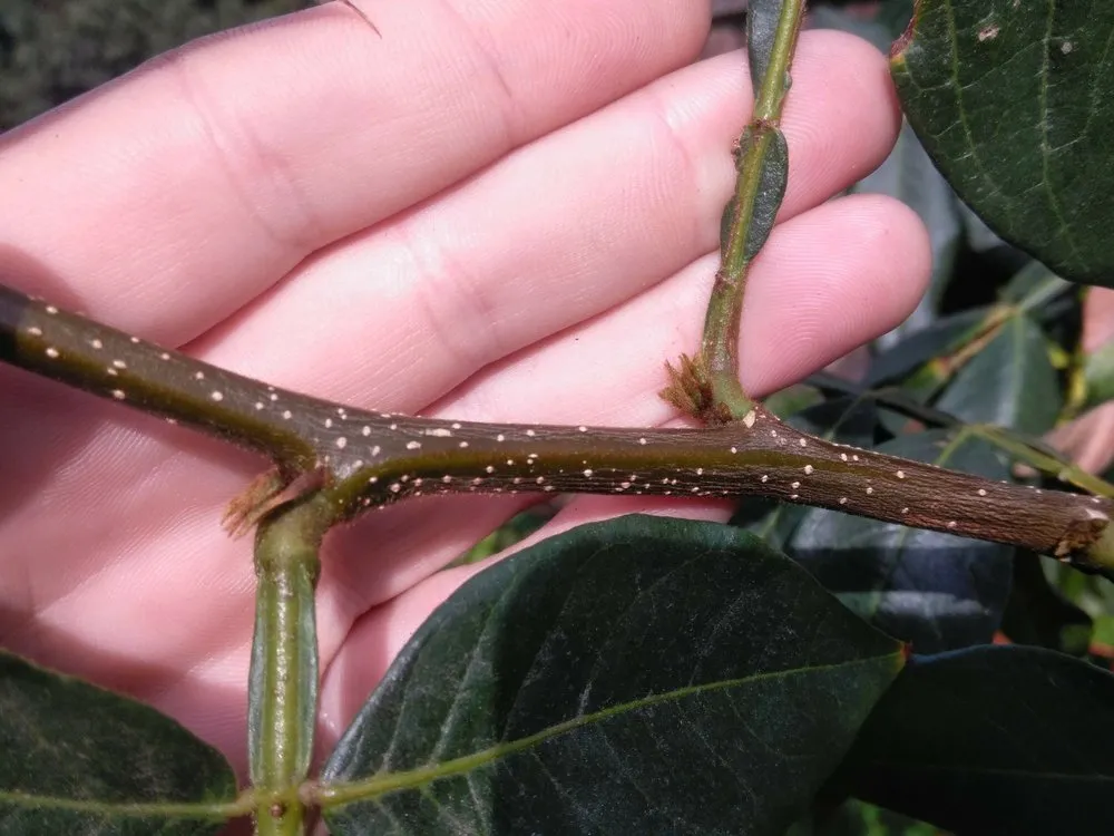 Top-rated landscape design for homes across San Jose, CA - The Fruit Nerd