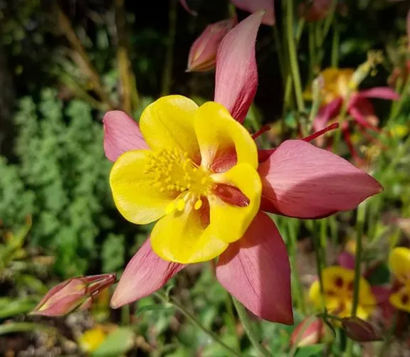 Reliable landscaping services for residential properties in Eugene, OR by The Garden Artist