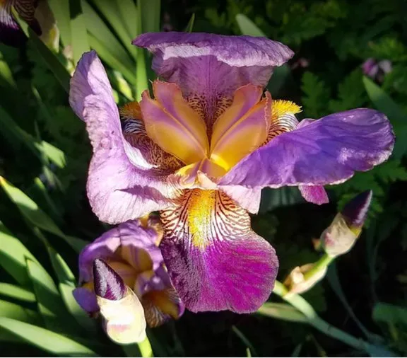 Reliable landscape design for residential properties across Eugene, OR - The Garden Artist