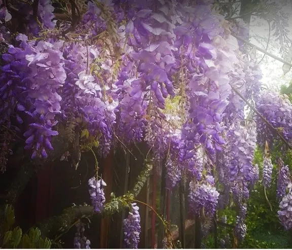 Local lawn mowing service for residential properties across Eugene, OR - The Garden Artist