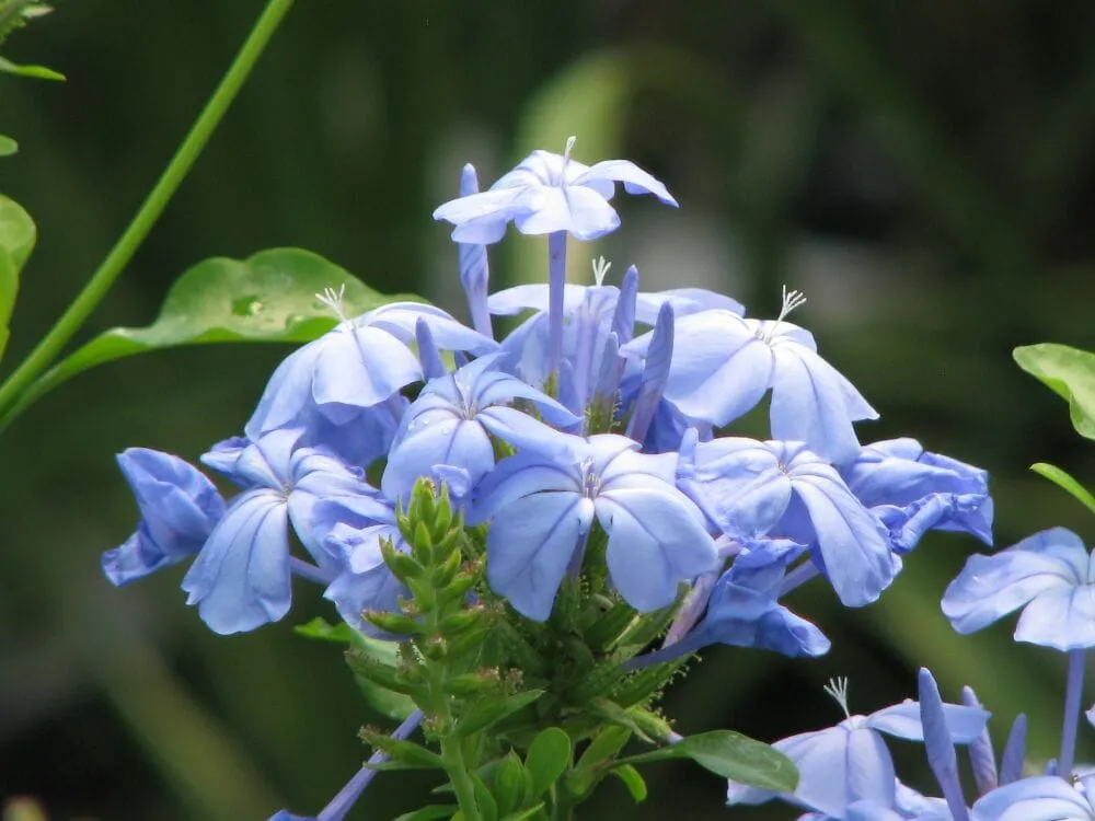 Trusted garden landscaping in Braselton, GA by The Garden At Braselton