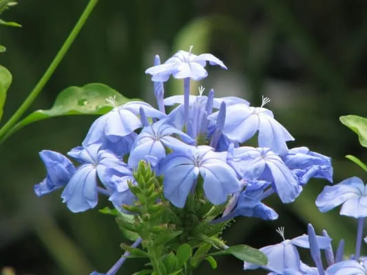 The Garden At Braselton