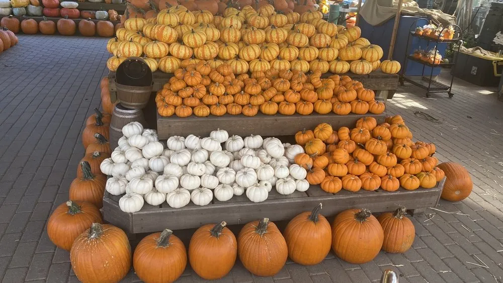 Professional landscape design in Vernon, CT by The Garden Barn Nursery