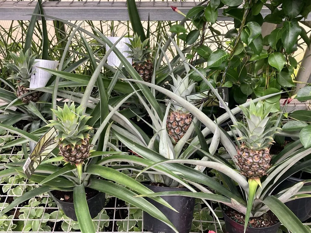 Professional landscape design for beautiful yards across Vernon, CT - The Garden Barn Nursery