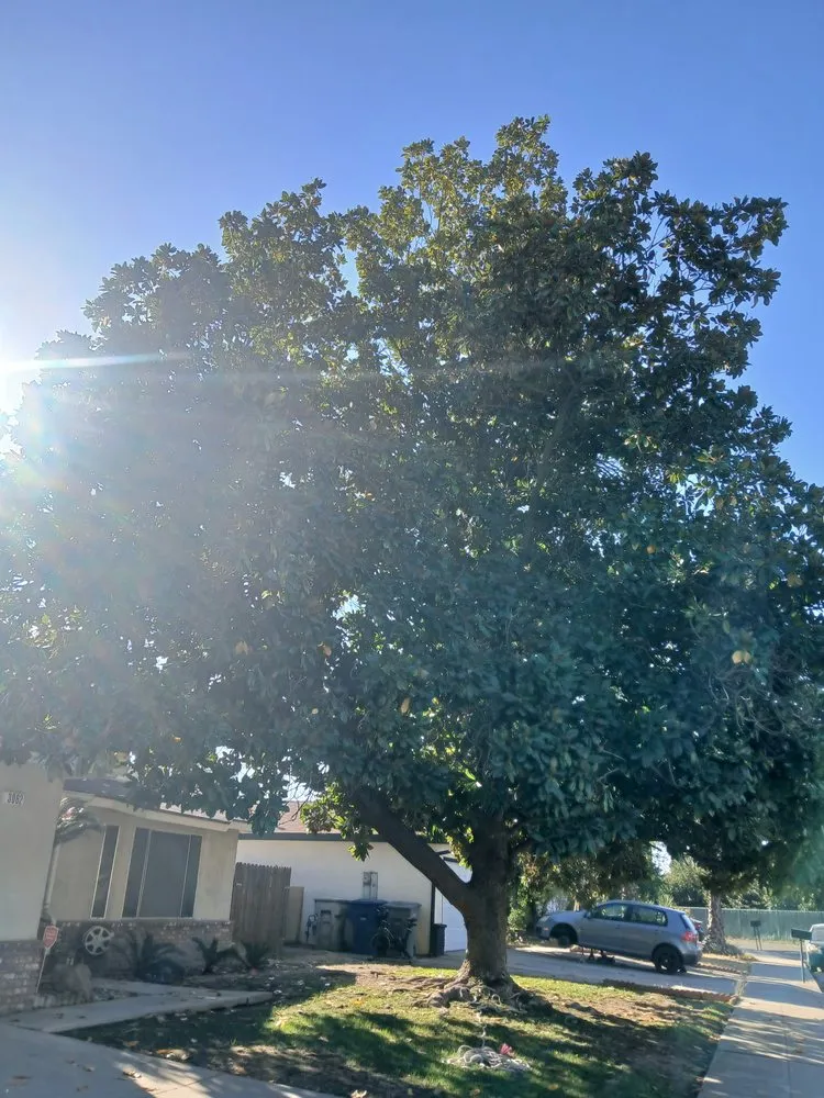 Trusted yard cleanup service experts serving Fresno, CA - The Garden Boyz