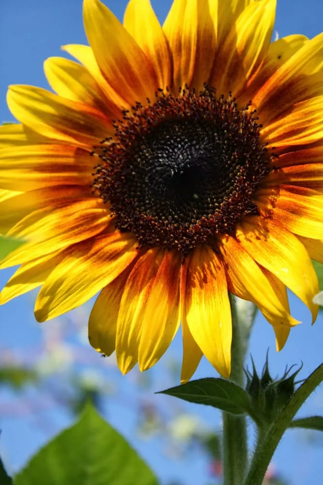 Affordable lawn mowing service in Chanhassen, MN by The Garden By The Woods