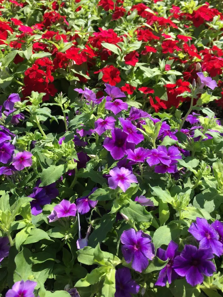 Reliable yard maintenance in Chanhassen, MN - The Garden By The Woods