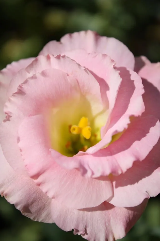 Local yard maintenance in Chanhassen, MN by The Garden By The Woods