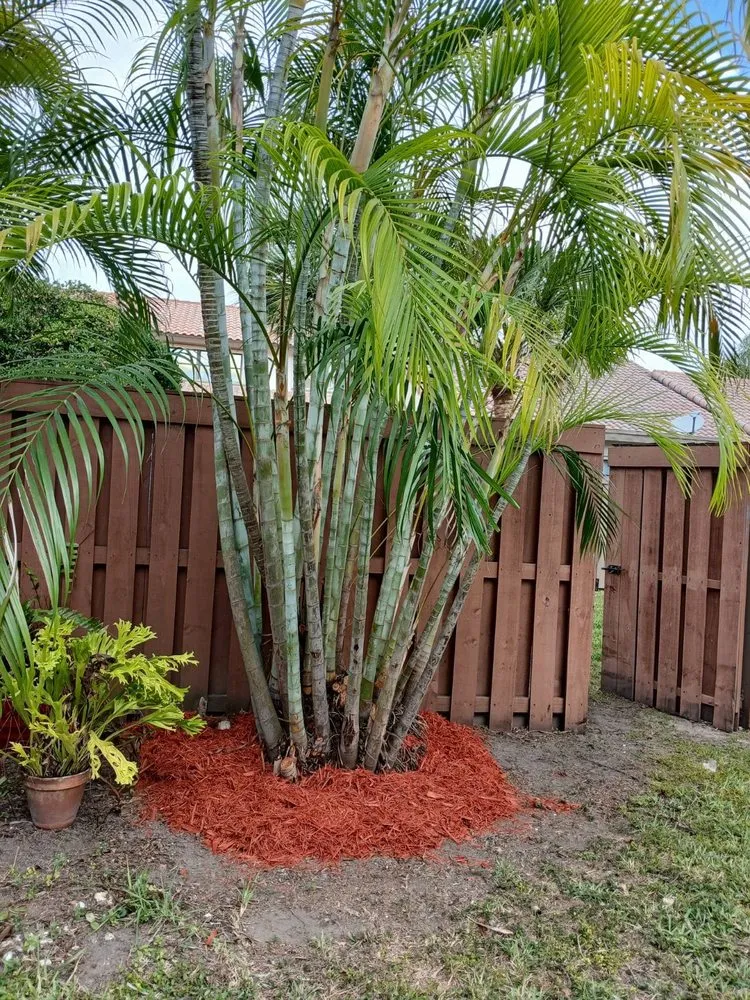 Top-rated yard maintenance for beautiful yards in Miami, FL by The Garden Choice