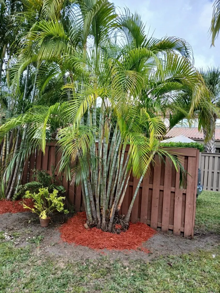 Affordable yard maintenance in Miami, FL by The Garden Choice