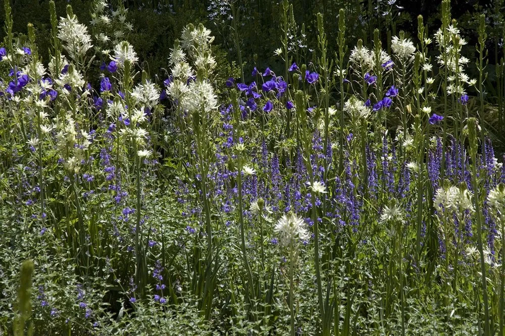 Trusted yard cleanup service for residential properties in Highland Park, IL by The Garden Consultants, Inc