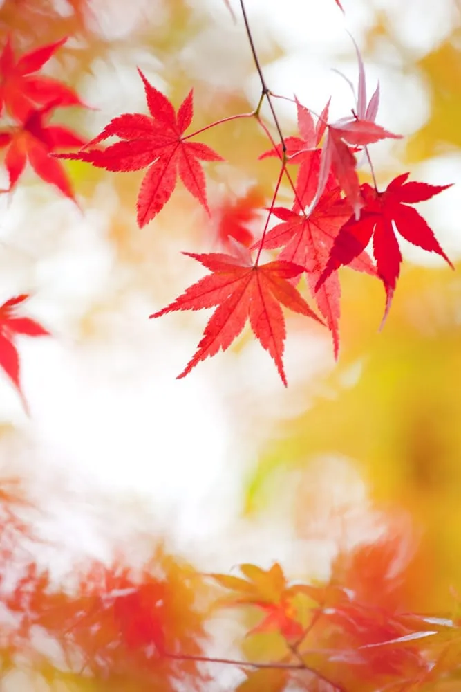 Reliable lawn care service for year-round maintenance in Medfield, MA by The Garden Continuum