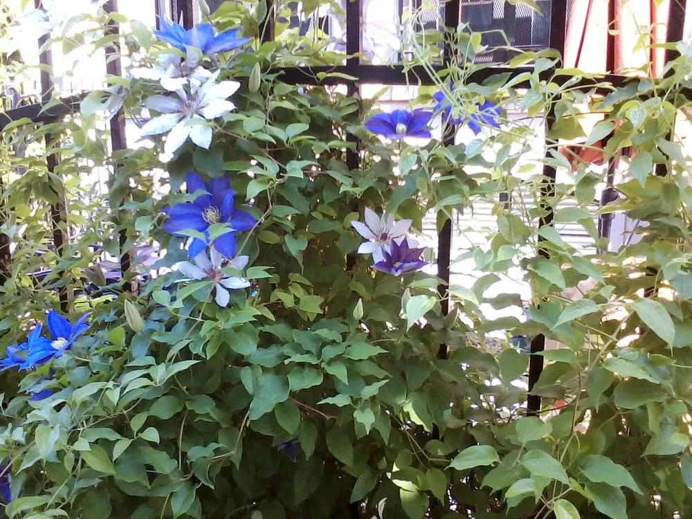 Reliable residential landscaping in Chicago, IL - The Garden Gal