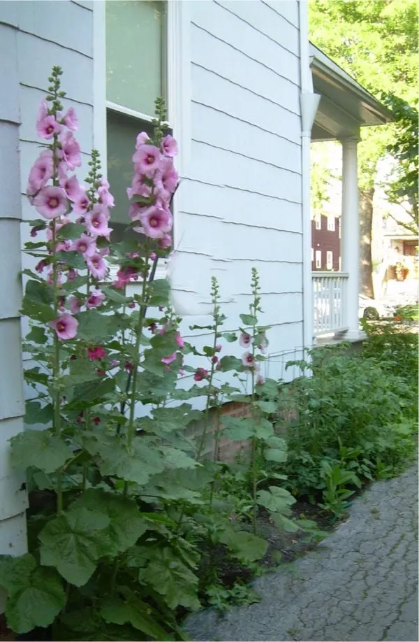 Expert lawn mowing service experts serving Chicago, IL - The Garden Gal