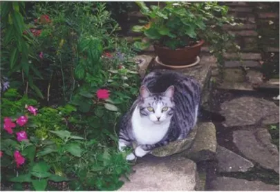 Affordable landscaping services experts serving Chicago, IL - The Garden Gal