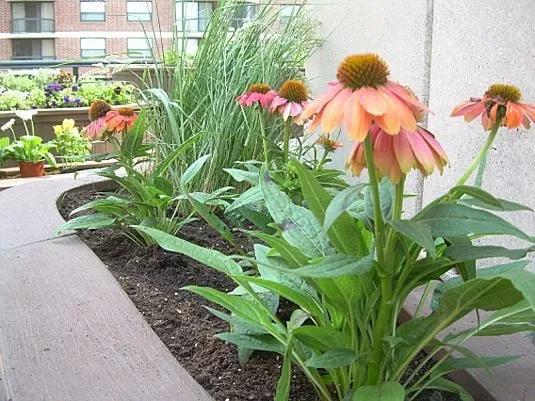 Local yard cleanup service for outdoor upgrades across Chicago, IL - The Garden Gal