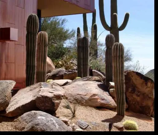 Expert yard maintenance in Oro Valley, AZ - The Garden Gate