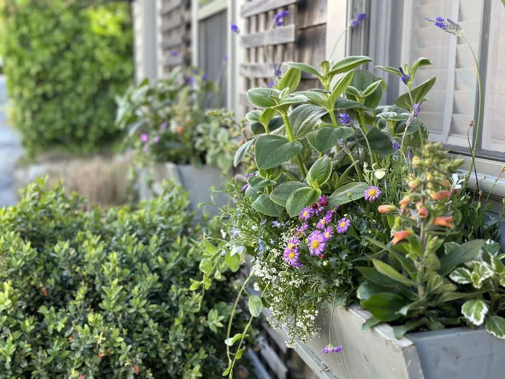 Custom landscape design in Nantucket, MA by The Garden Group