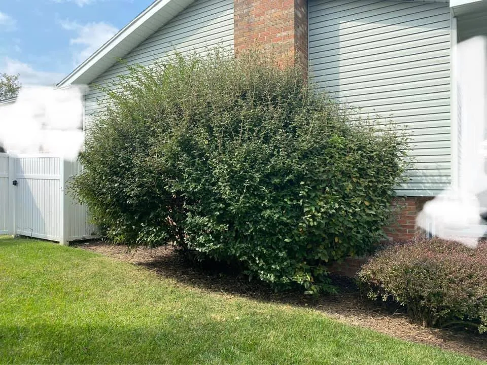 Top-rated yard maintenance in Clarksburg, WV - The Garden Lawn Care