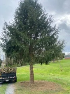 Reliable yard maintenance in Clarksburg, WV by The Garden Lawn Care