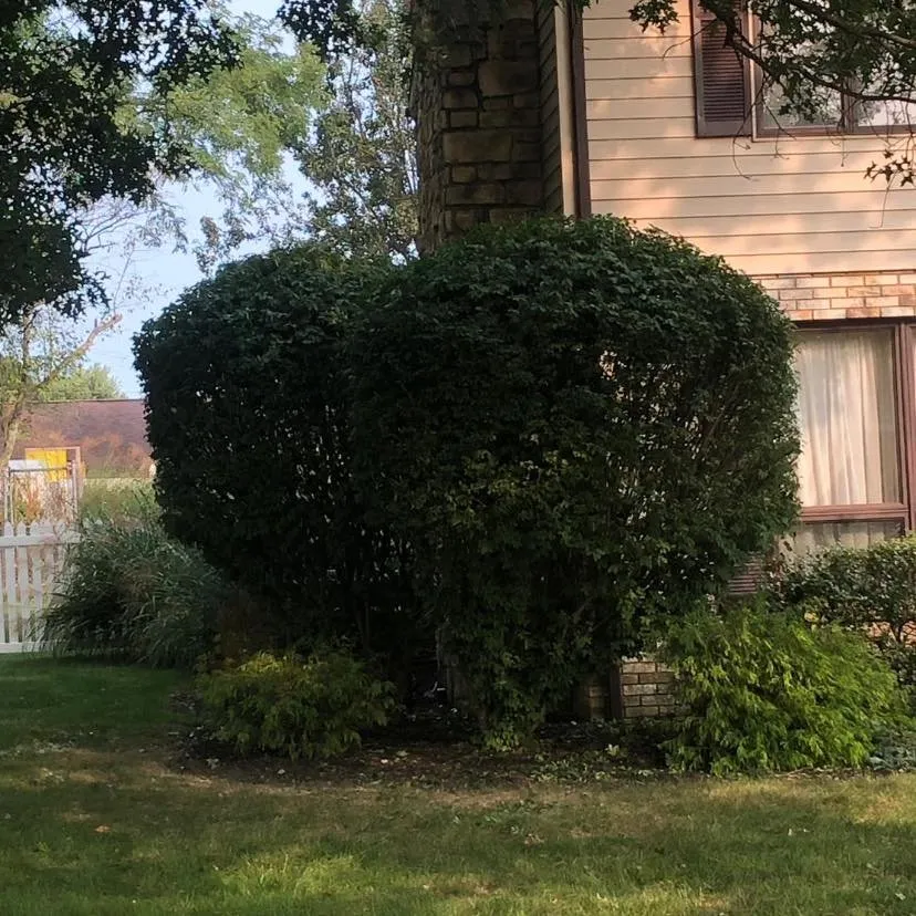 Expert lawn care service for residential properties across Clarksburg, WV - The Garden Lawn Care