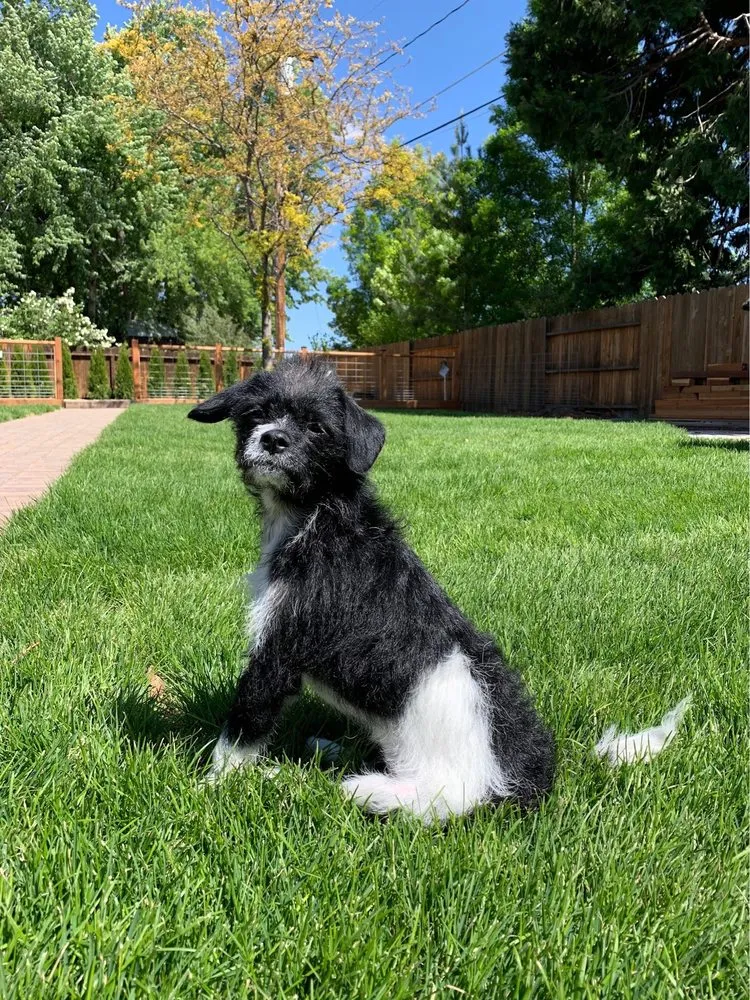 Local outdoor landscaping in Sparks, NV by The Garden of Eden