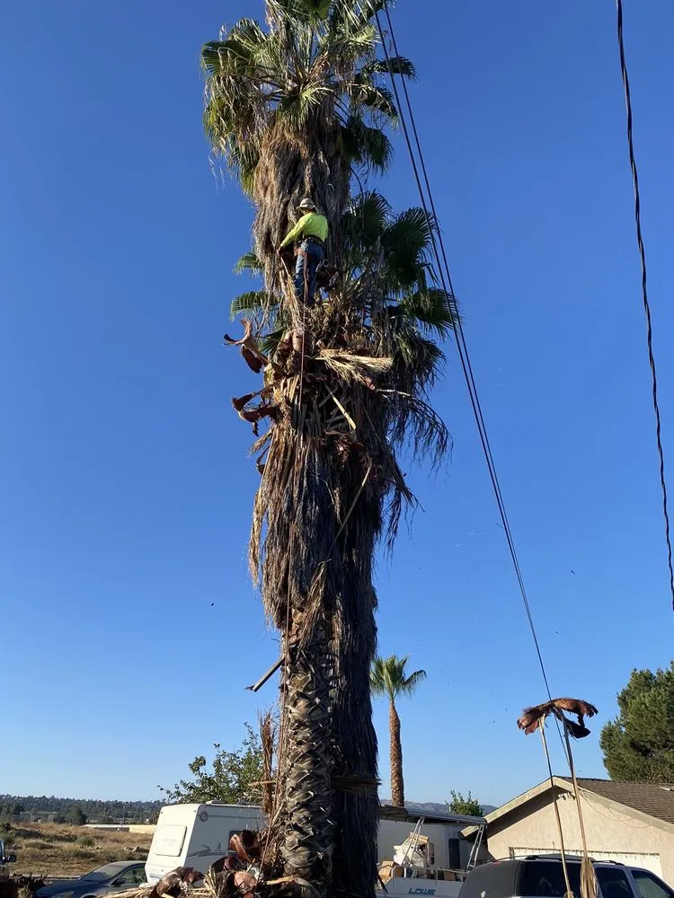 Professional outdoor landscaping for residential properties in Rialto, CA by The Garden