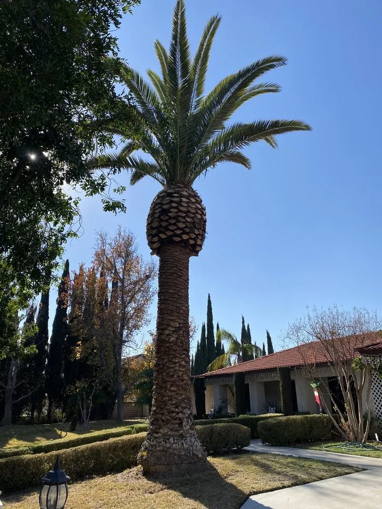 Trusted lawn mowing service for homes across Rialto, CA - The Garden