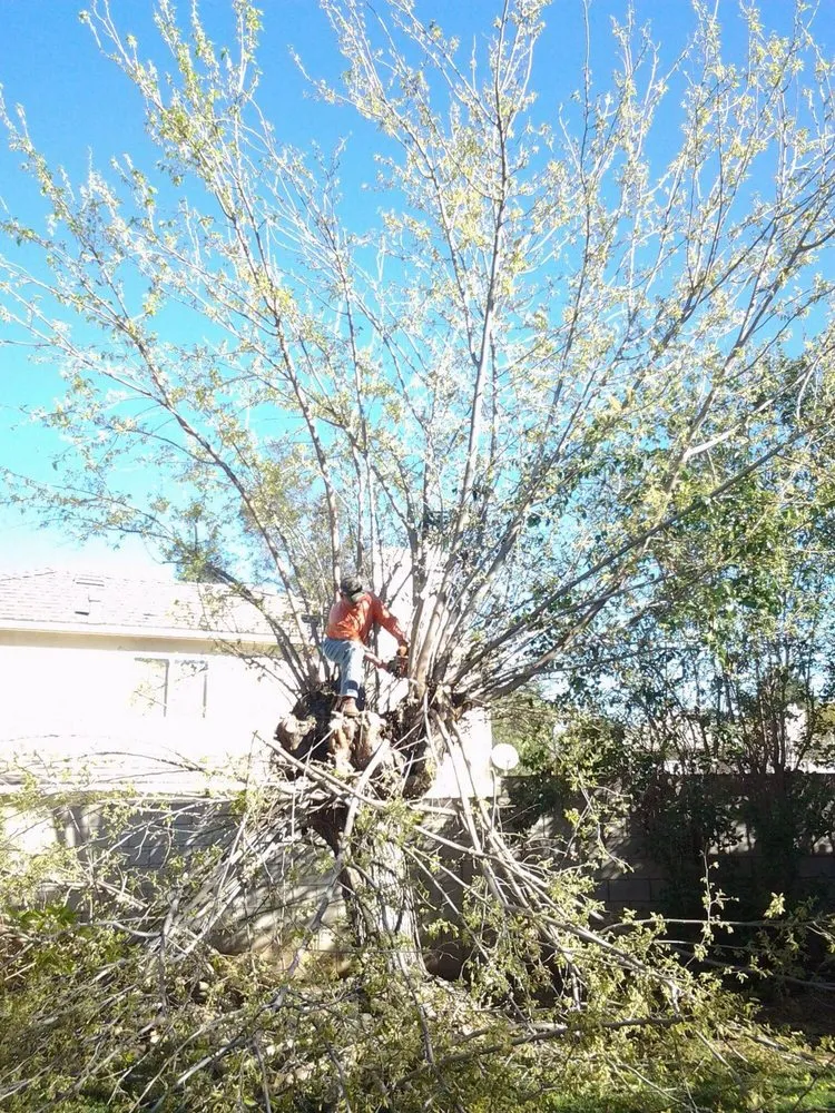 Professional yard cleanup service in Rialto, CA by The Garden