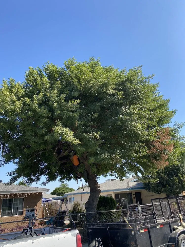 Expert lawn mowing service experts serving Rialto, CA - The Garden