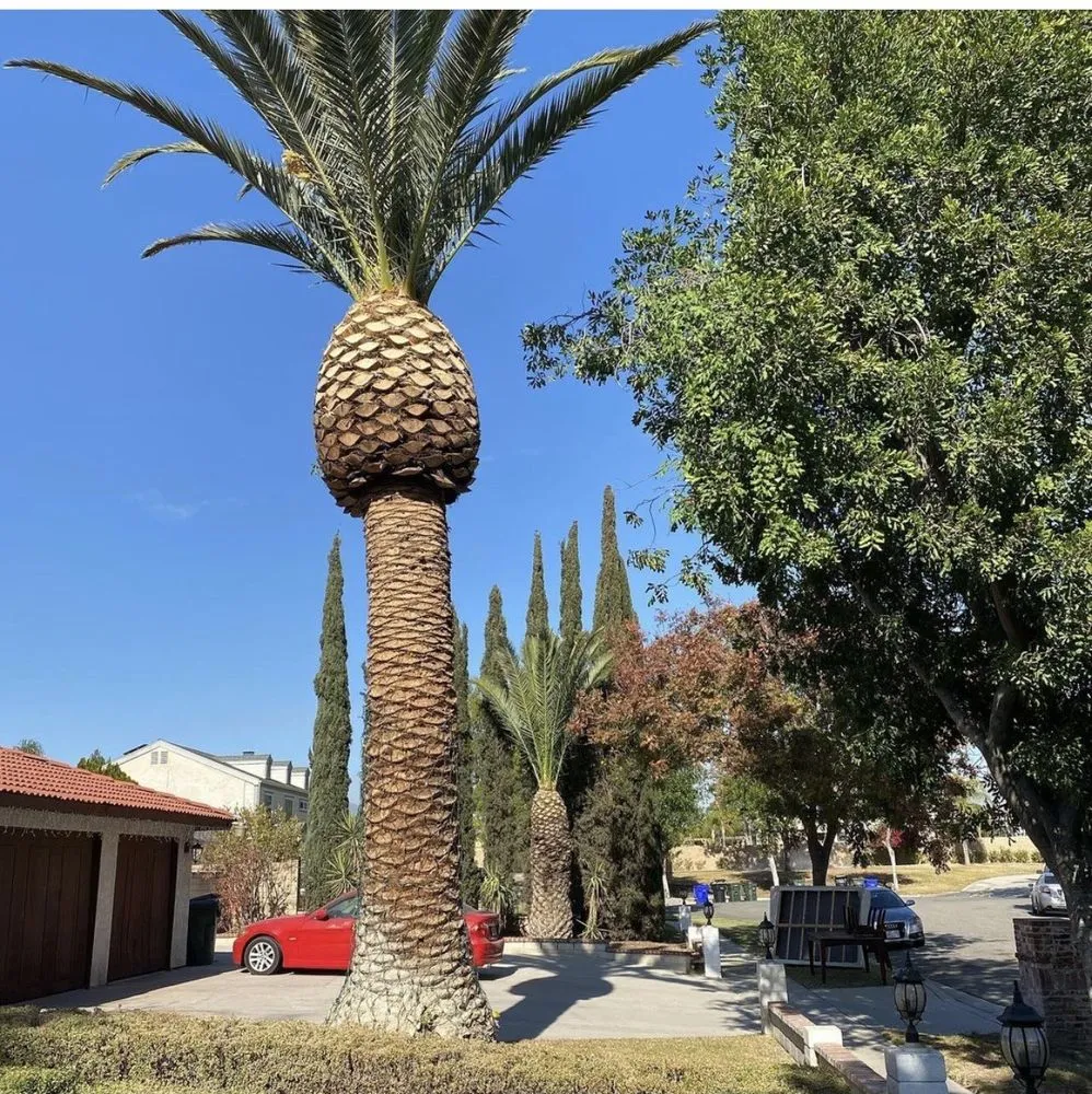 Professional yard maintenance experts serving Rialto, CA - The Garden