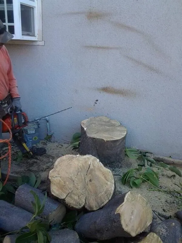 Local residential landscaping for year-round maintenance in Rialto, CA by The Garden