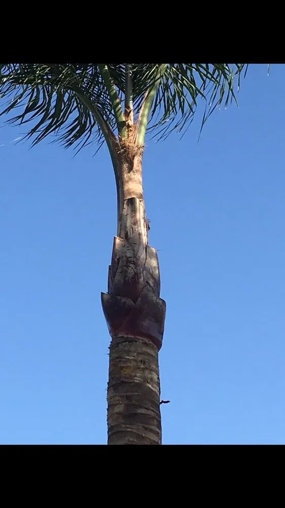 Top-rated garden landscaping with custom design across Rialto, CA - The Garden