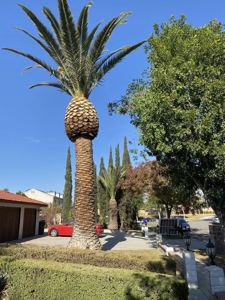 Affordable landscaping services for year-round maintenance across Rialto, CA - The Garden