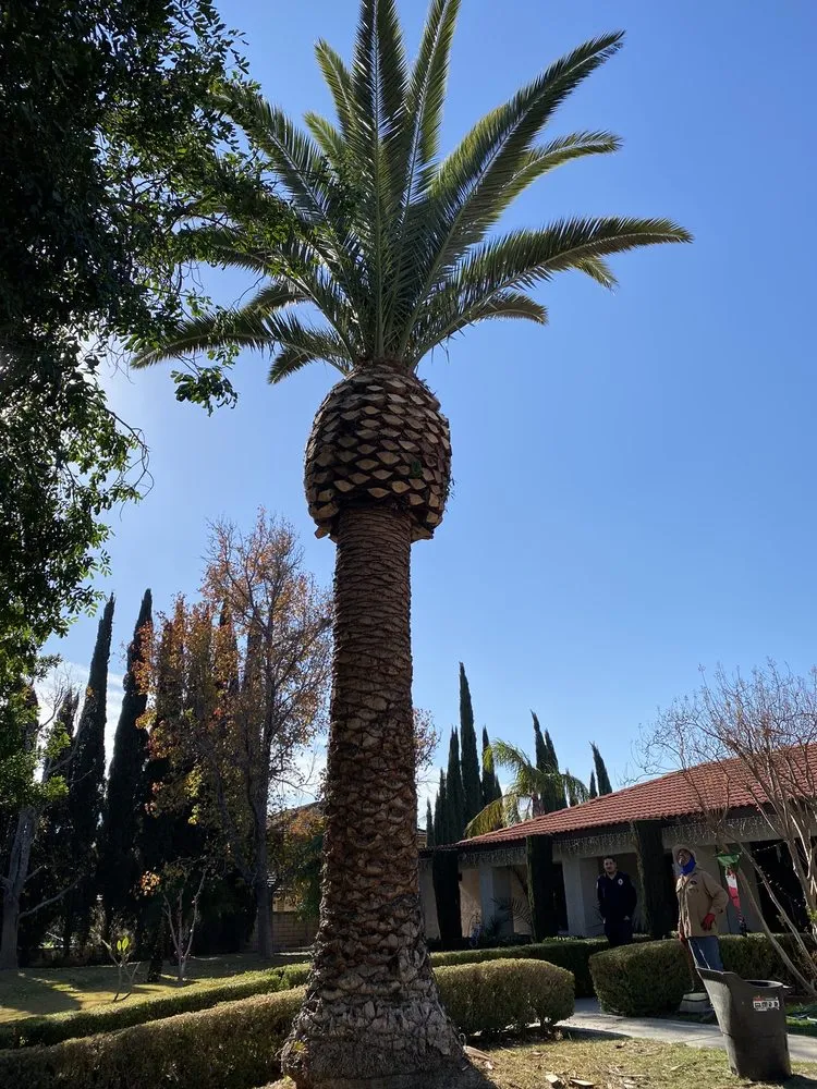 Custom yard maintenance for year-round maintenance across Rialto, CA - The Garden