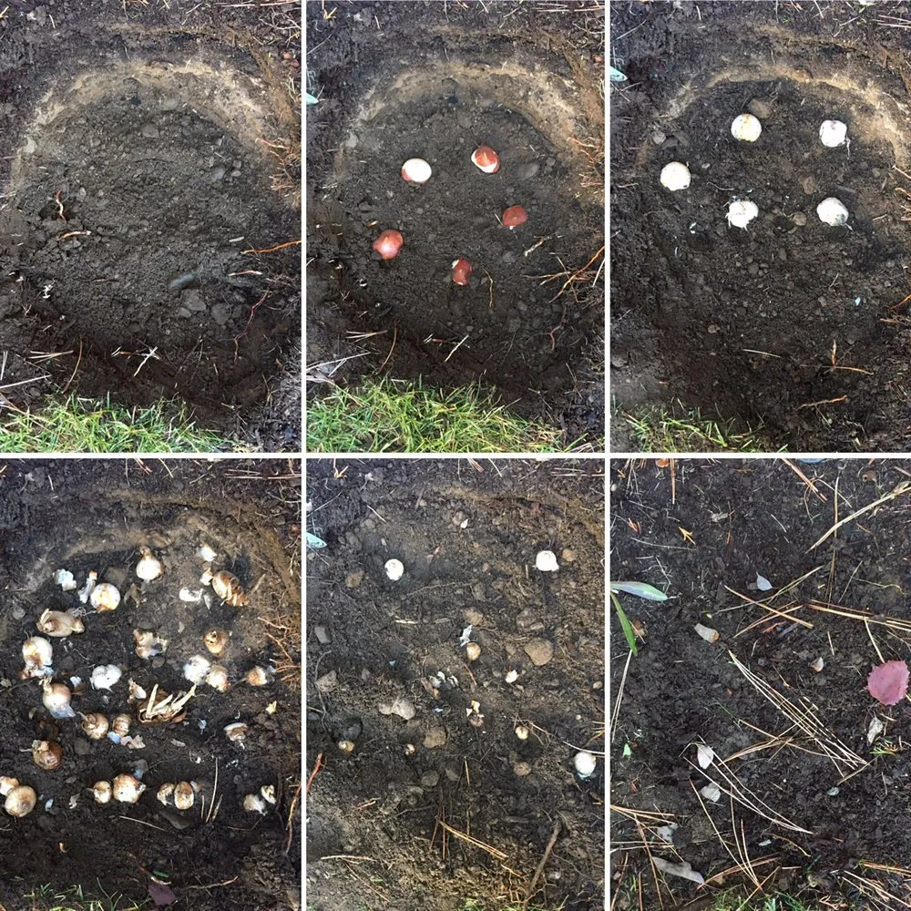 Trusted yard cleanup service experts serving Bend, OR - The Garden Specialists