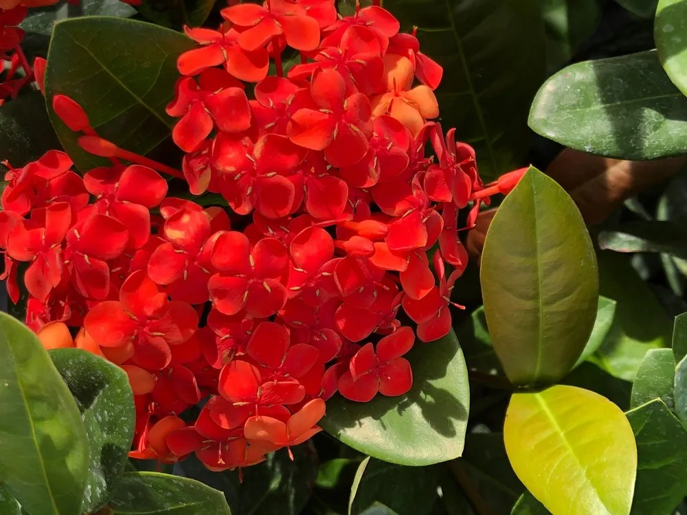 Professional landscape design for homes across Ocala, FL - The Garden Spot of the Sunshine State