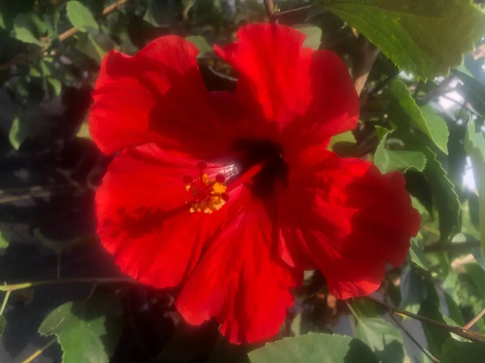 Local residential landscaping experts serving Ocala, FL - The Garden Spot of the Sunshine State