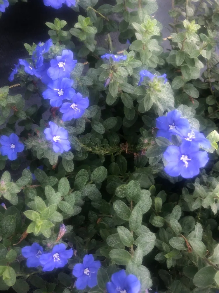 Expert yard maintenance in Ocala, FL by The Garden Spot of the Sunshine State