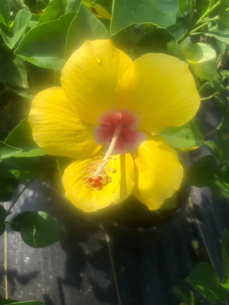 Professional lawn mowing service in Ocala, FL - The Garden Spot of the Sunshine State