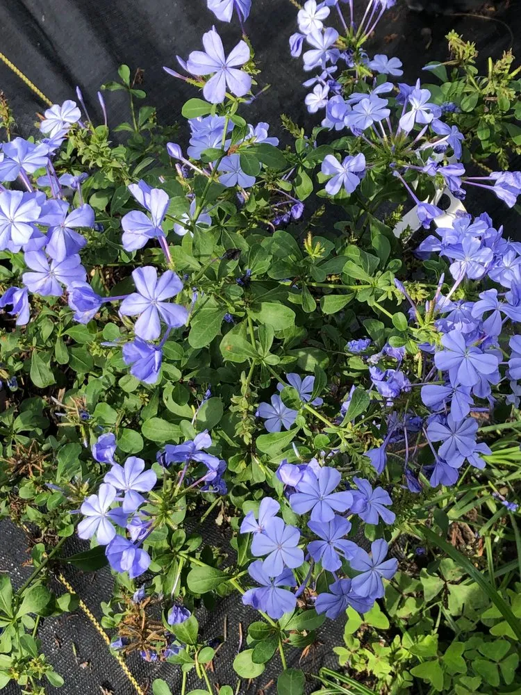 Reliable residential landscaping experts serving Ocala, FL - The Garden Spot of the Sunshine State