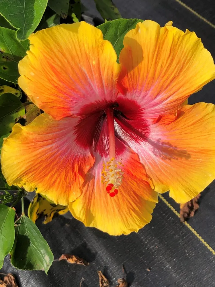 Reliable residential landscaping in Ocala, FL by The Garden Spot of the Sunshine State