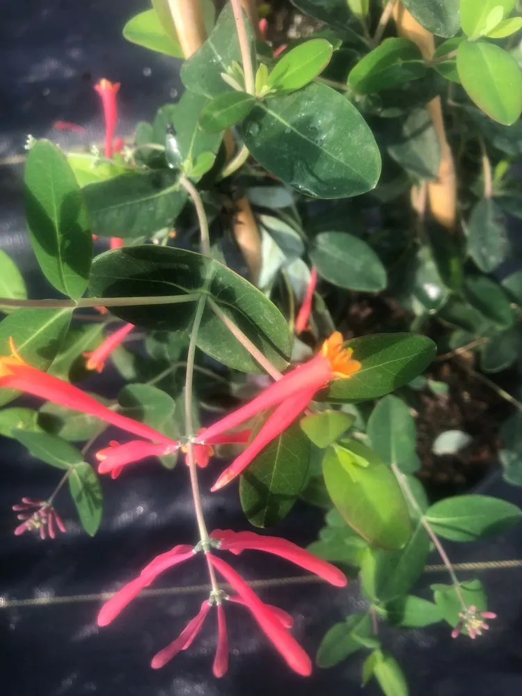 Affordable yard maintenance experts serving Ocala, FL - The Garden Spot of the Sunshine State