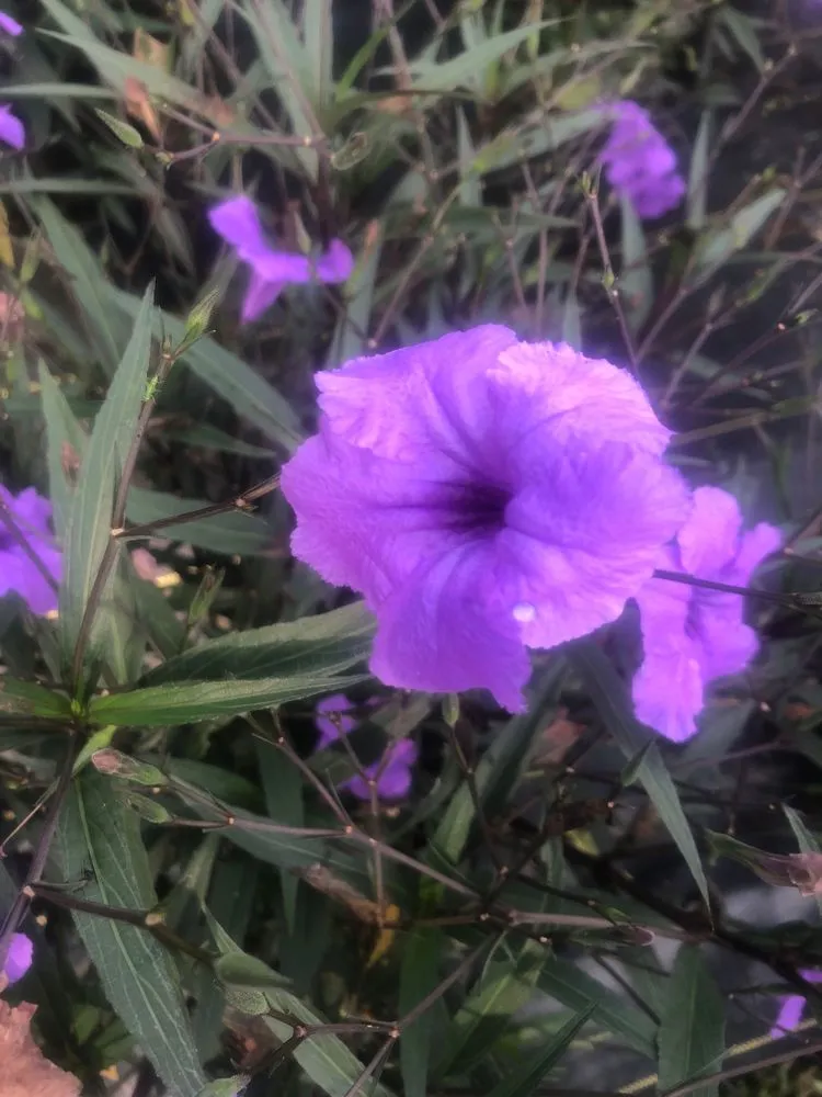 Professional lawn care service experts serving Ocala, FL - The Garden Spot of the Sunshine State