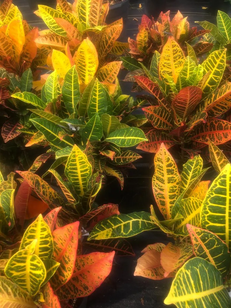 Trusted yard cleanup service near you across Ocala, FL - The Garden Spot of the Sunshine State