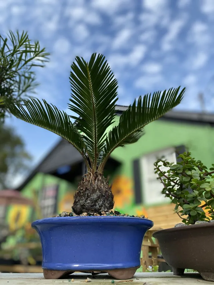 Reliable yard cleanup service in Nashville, TN - The Garden Stop