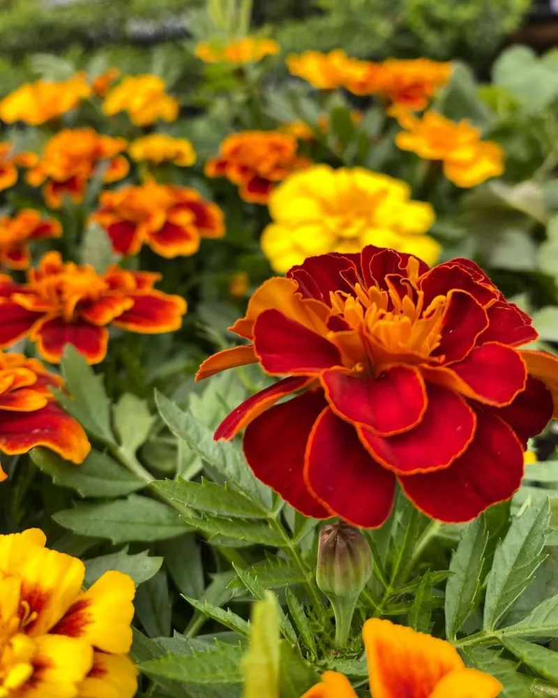 Professional landscape design in Nashville, TN by The Garden Stop