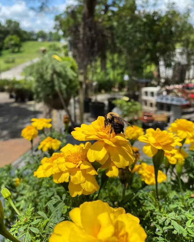 Expert lawn care service for homes in Nashville, TN by The Garden Stop