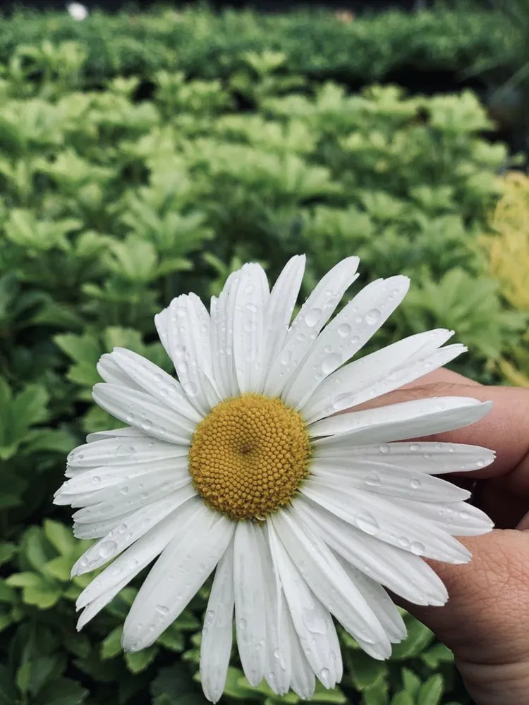 Professional landscaping services for residential properties in Nashville, TN by The Garden Stop