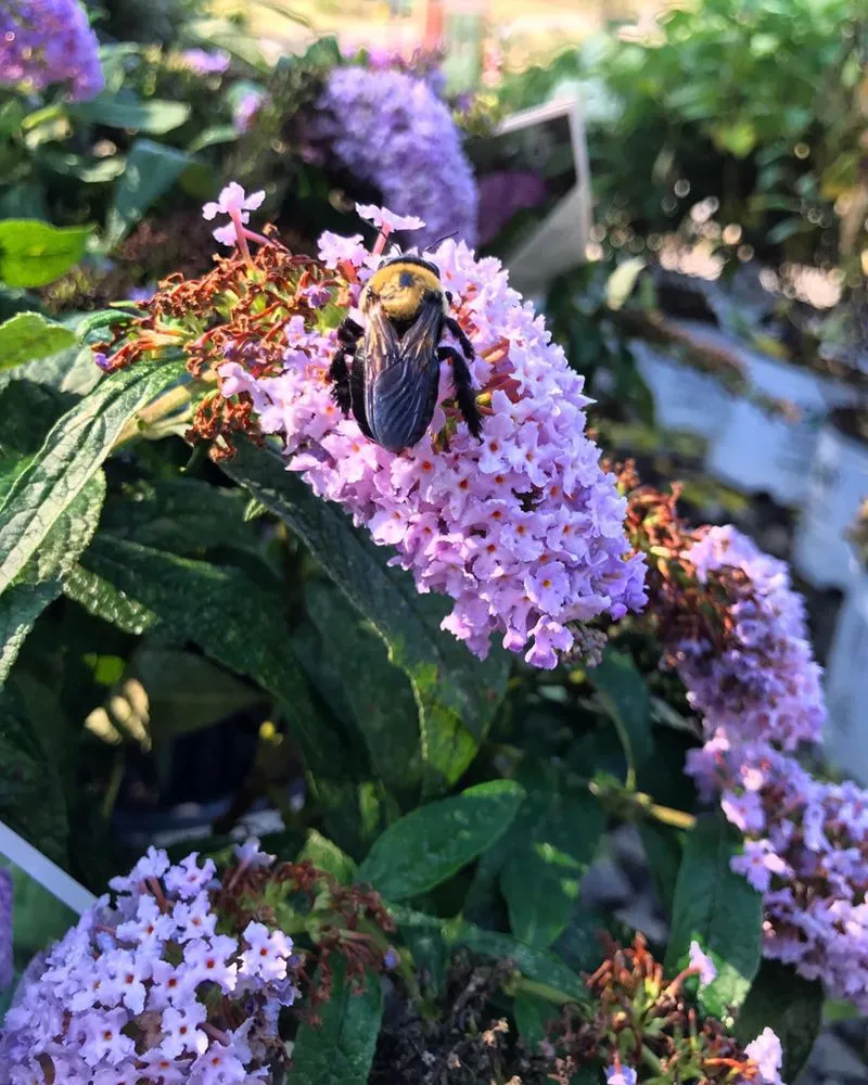 Local yard maintenance with custom design in Nashville, TN by The Garden Stop